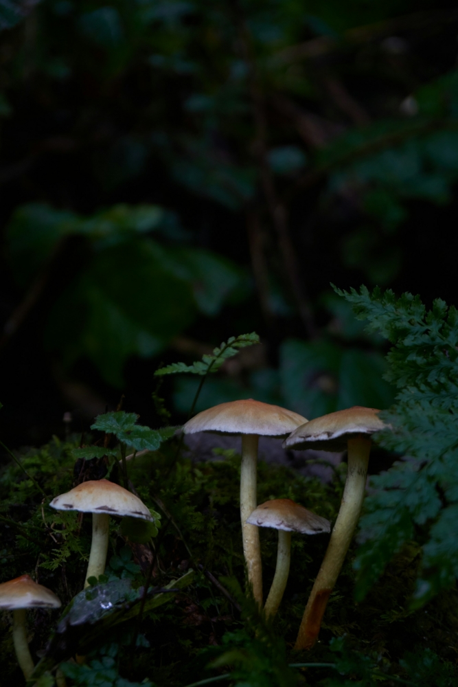 a group of mushrooms