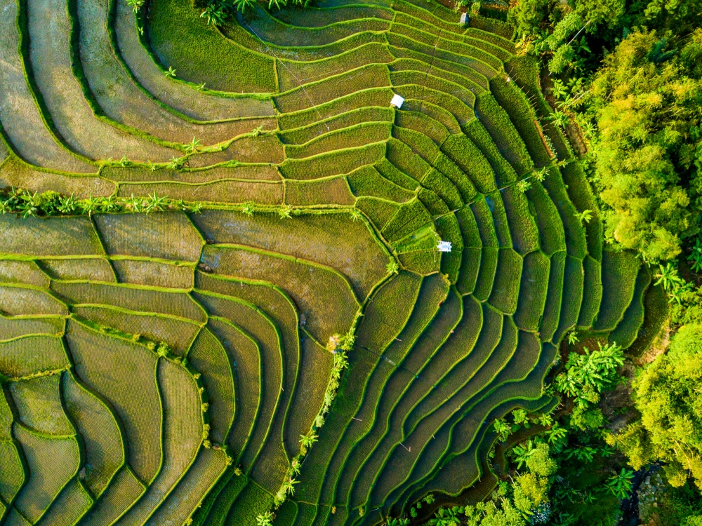 Aerial View of Rice Field Terrace