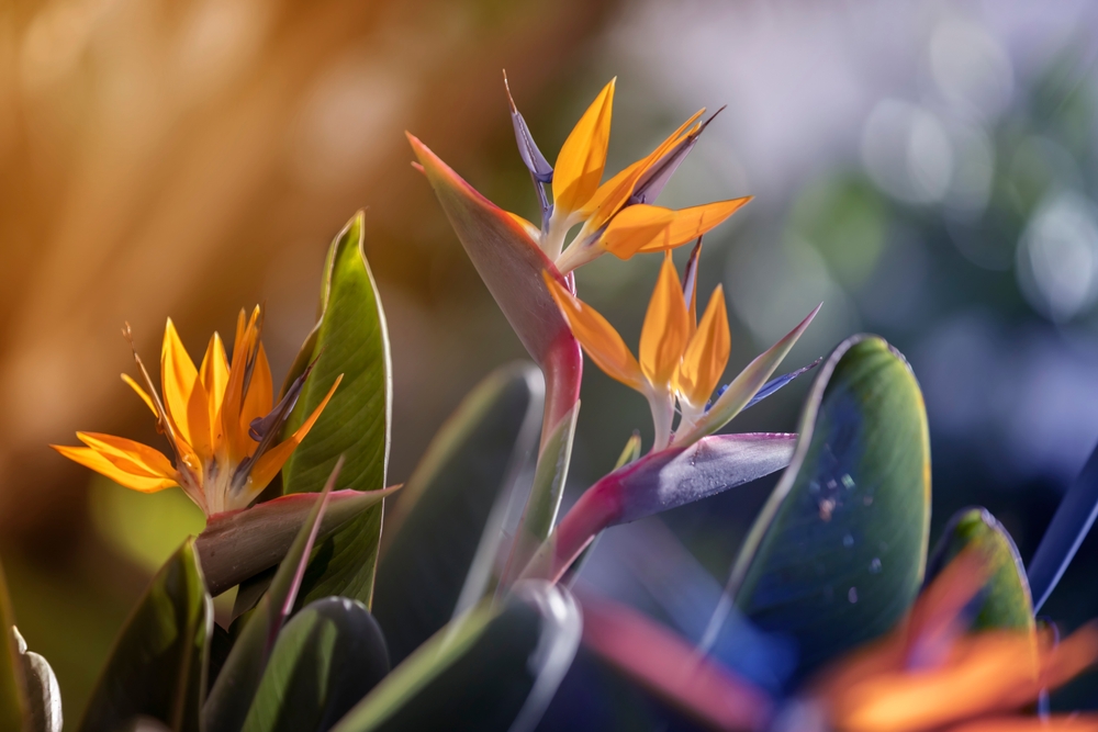 Bird of Paradise flowers