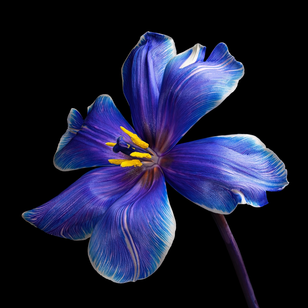 multicolor tulip flower with stem isolated on black background