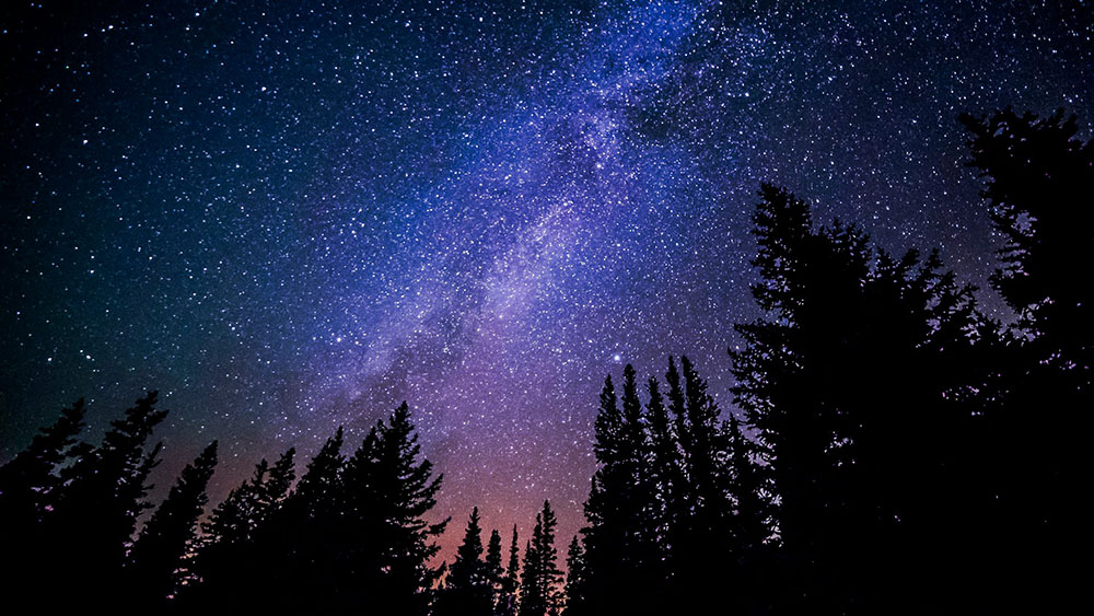night sky above pine trees