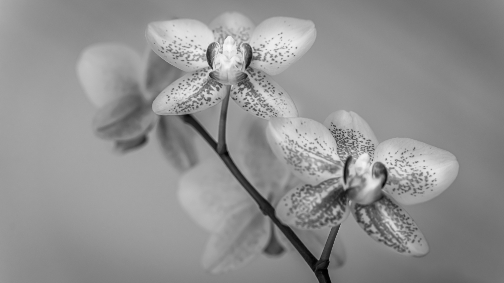 Orchid in black and white BW