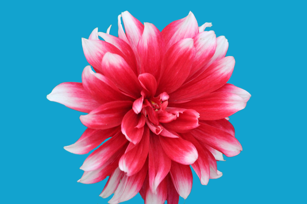 Pink Flower on a blue background
