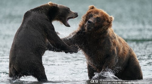 Sony a9 II Bears