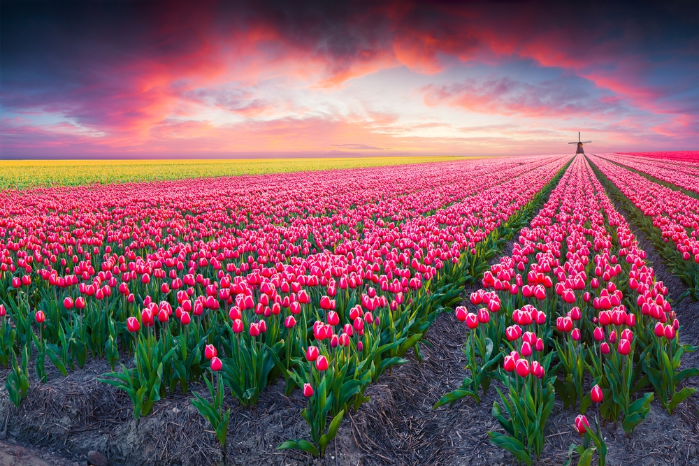 spring scene on a tulip farm