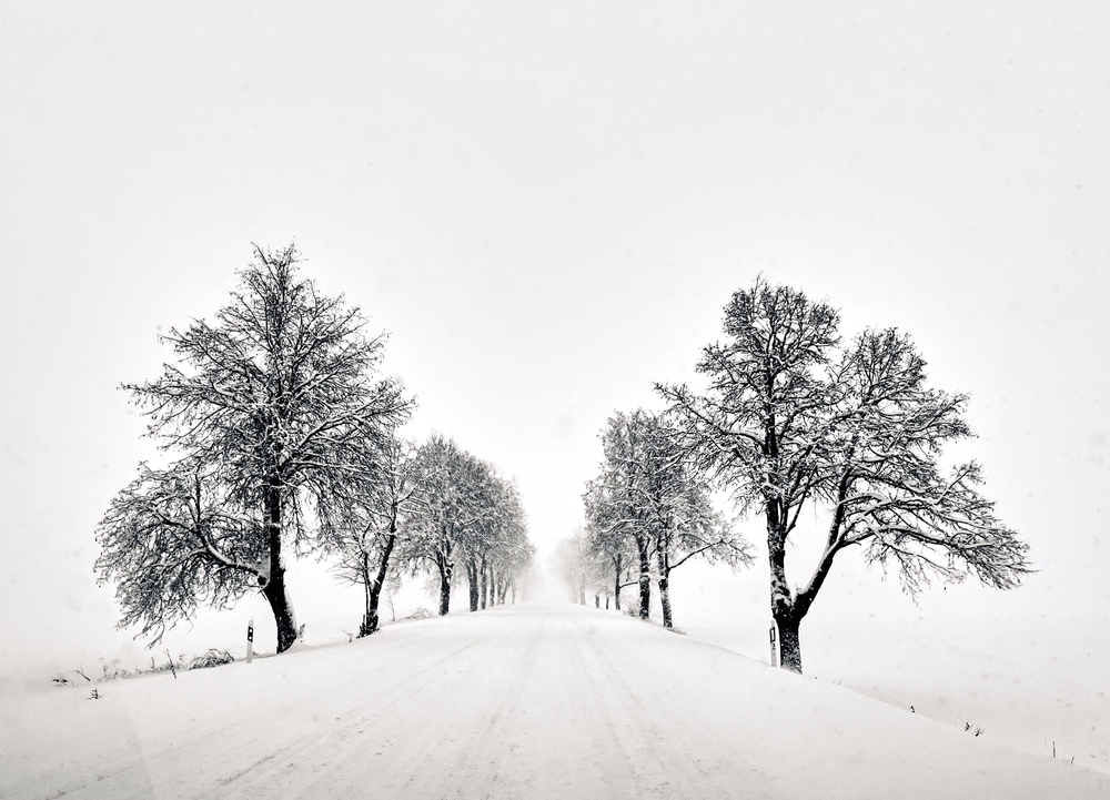 Tree silhouettes in the snow along side a road BW