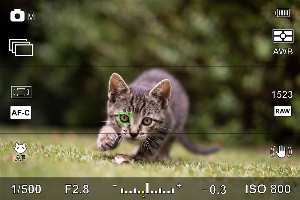 viewfinder view of photo of cat